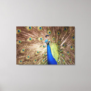 Peacock displaying plumage canvas print