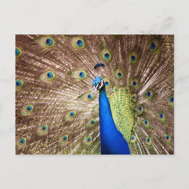 Peacock displaying plumage postcard (Front)