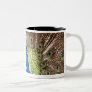 Peacock displaying plumage Two-Tone coffee mug