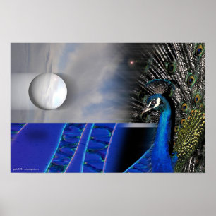 Peacock Dreams by Gregory Gallo Poster