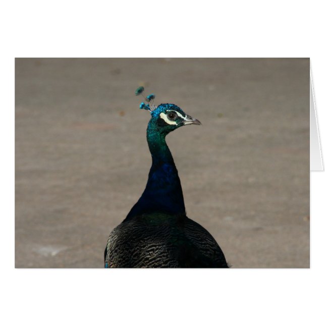 peacock face (Front Horizontal)