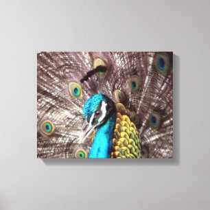 peacock face canvas print