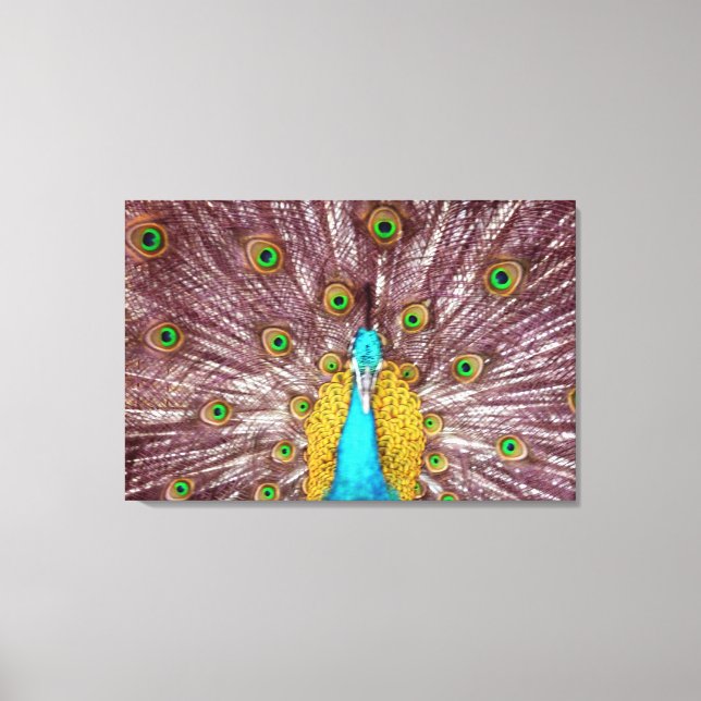 peacock faethers canvas print (Front)