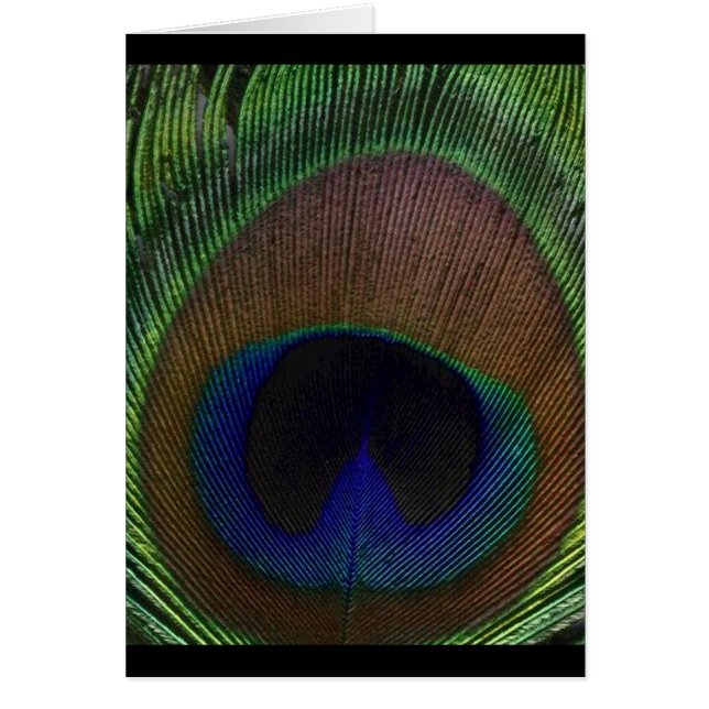 Peacock Feather (Front)