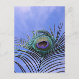 Peacock Feather 2 Photograph Postcard