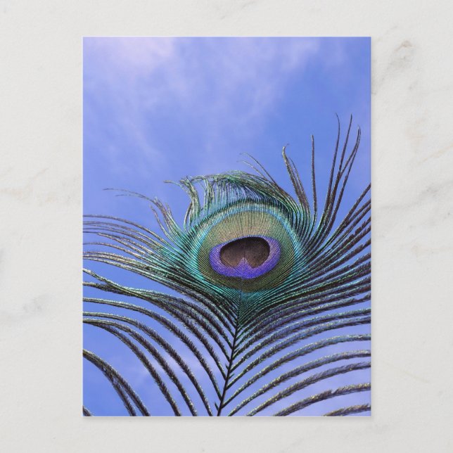 Peacock Feather 2 Photograph Postcard (Front)