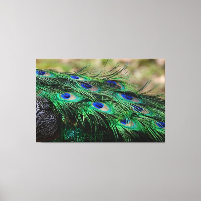 Peacock Feather Canvas Print (Front)
