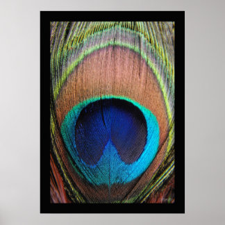 Peacock Feather Close-up Poster