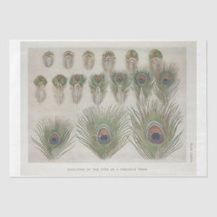 Peacock Feather Ephemera Decoupage Tissue Paper