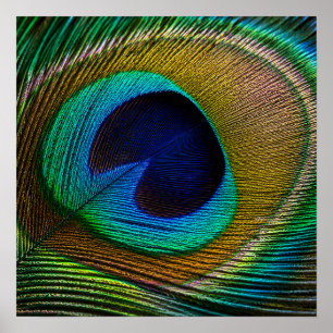 Peacock Feather Eye Poster