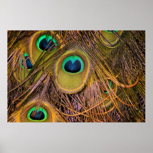 Peacock Feather Eyes Poster