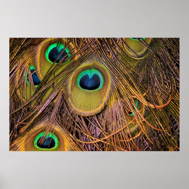 Peacock Feather Eyes Poster (Front)