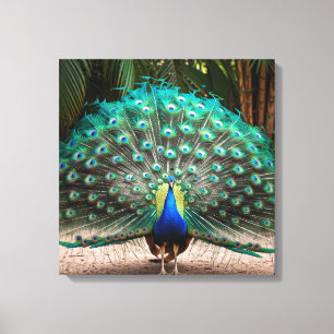 Peacock Feather Fanning  Canvas Print