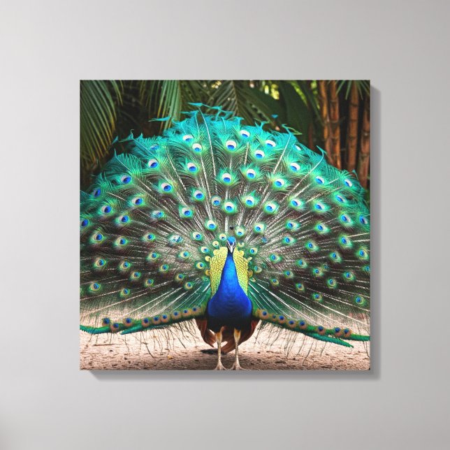 Peacock Feather Fanning  Canvas Print (Front)