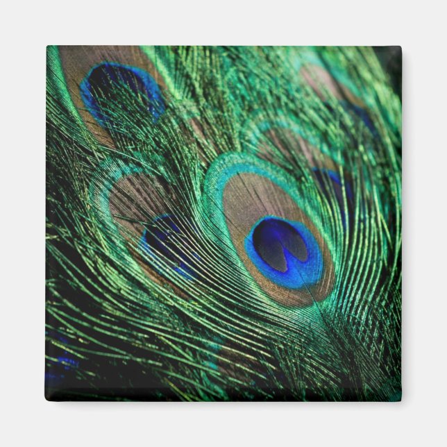 Peacock Feather Lucky Magnet (Front)