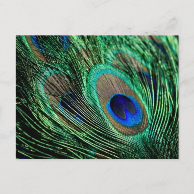 Peacock Feather Lucky Postcard (Front)