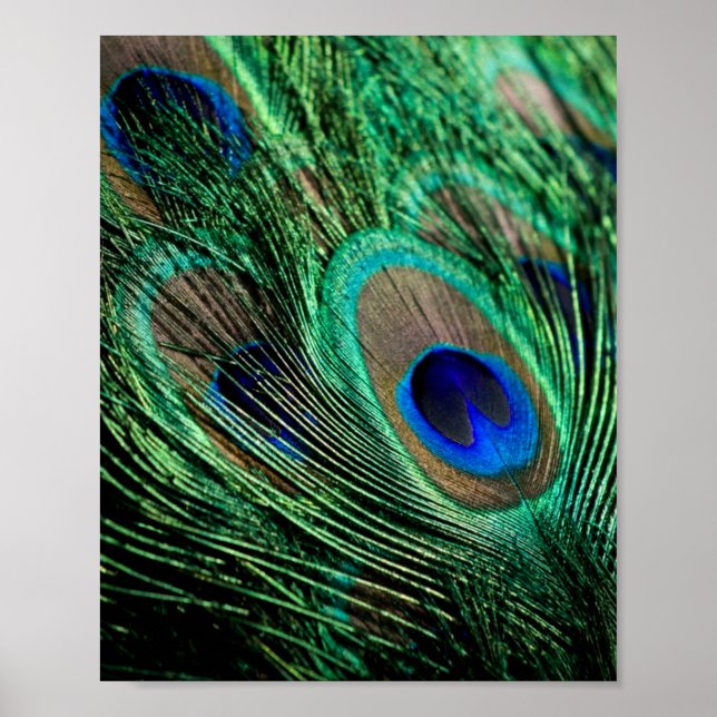 Peacock Feather Lucky Poster (Front)