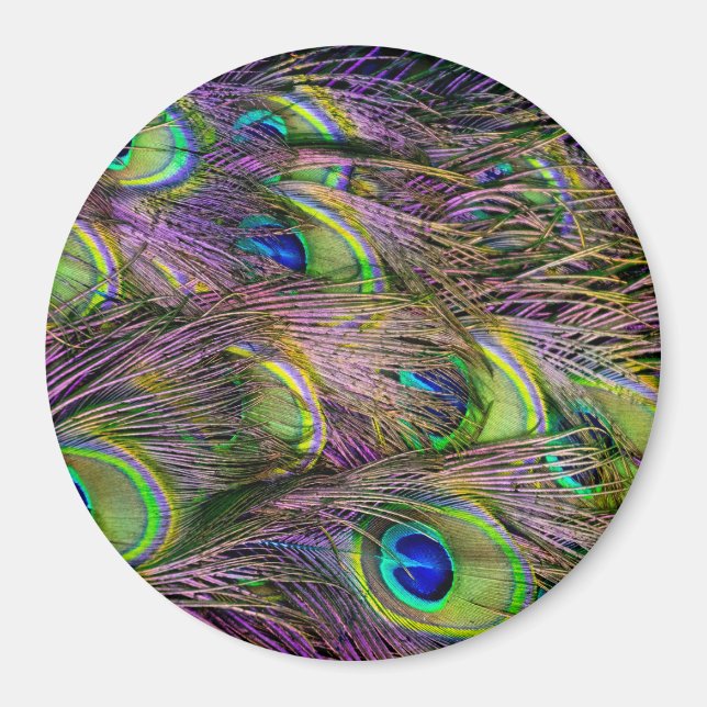 Peacock Feather  Magnet (Front)
