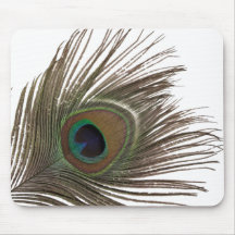 Peacock feather