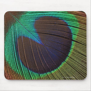 Peacock feather mouse mat