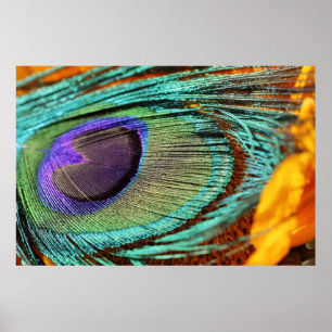 Peacock feather on sunflower poster