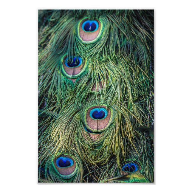 Peacock Feather Pattern Photo Print (Front)