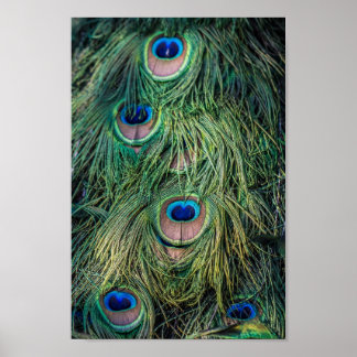 Peacock Feather Pattern Poster
