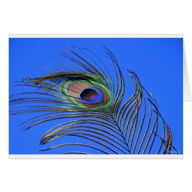 Peacock Feather Photograph (Front Horizontal)