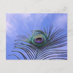 Peacock Feather Photograph Postcard