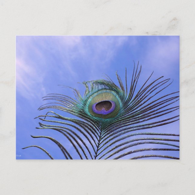 Peacock Feather Photograph Postcard (Front)