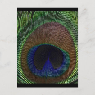 Peacock Feather Postcard