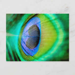 Peacock Feather Postcard