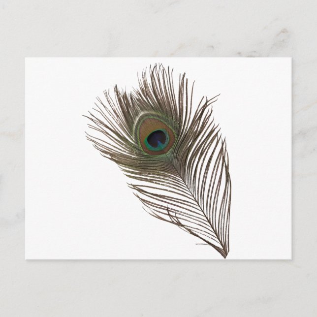 Peacock feather postcard (Front)