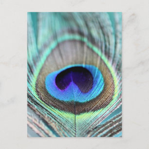 Peacock Feather Postcard