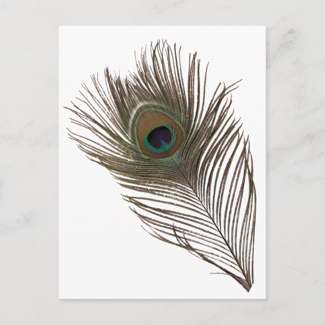 Peacock feather postcard (Front)