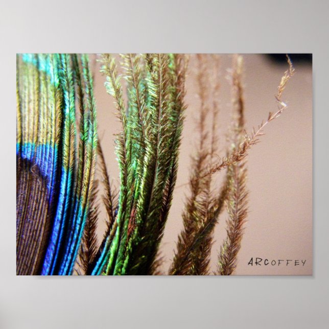Peacock Feather Poster (Front)