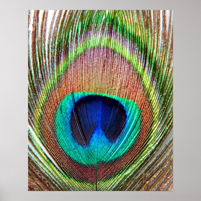 Peacock Feather Poster (Front)