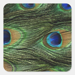 Peacock Feather Print Square Sticker
