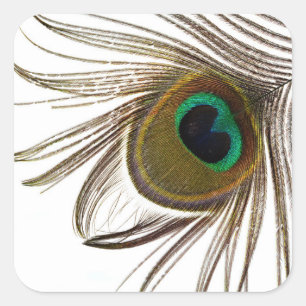 Peacock Feather     Square Sticker