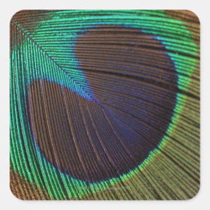 Peacock feather square sticker
