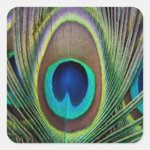 Peacock feather square sticker