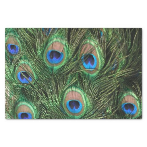 Image of Peacock Feather Tissue Paper