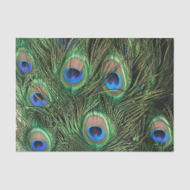 Peacock Feather Tissue Paper (Front)
