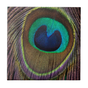 Peacock Feather Upside Down Close-Up Tile