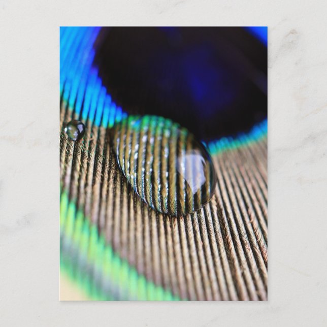 Peacock feather with water droplets postcard (Front)