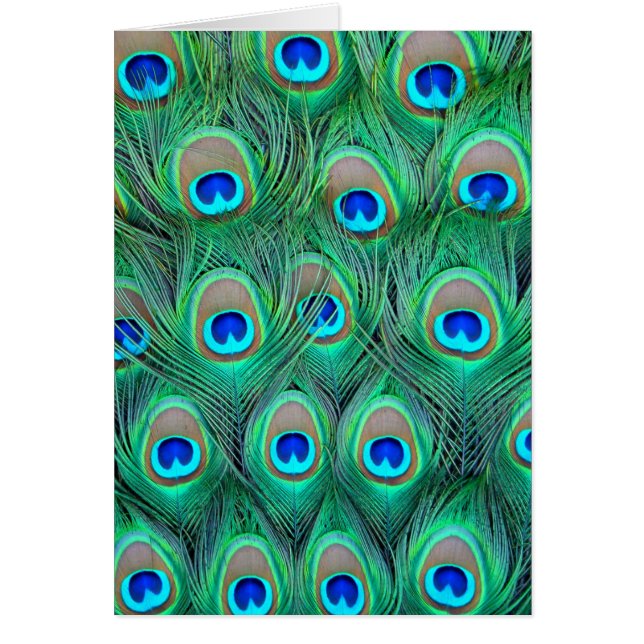 Peacock Feathers (Front)