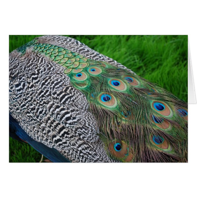 Peacock feathers (Front Horizontal)