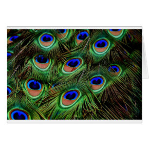 Peacock Feathers
