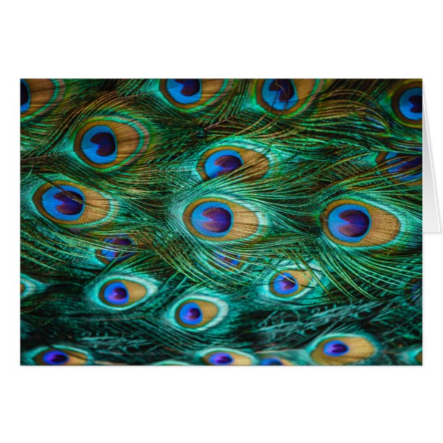 PEACOCK FEATHERS (Front Horizontal)