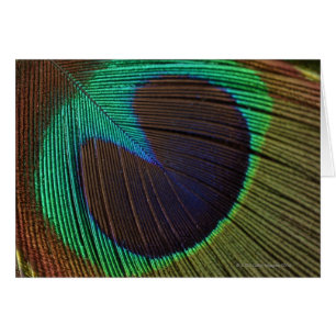 Peacock feathers 3